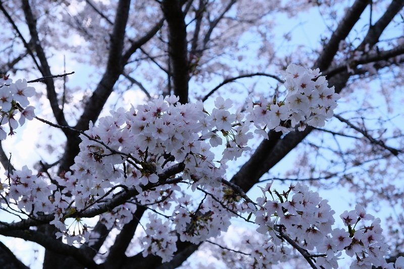 f:id:Ta-nya:20200405143807j:plain f:id:Ta-nya:20200405143807j:plain