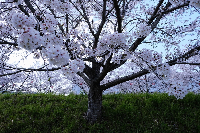 f:id:Ta-nya:20200405143828j:plain f:id:Ta-nya:20200405143828j:plain