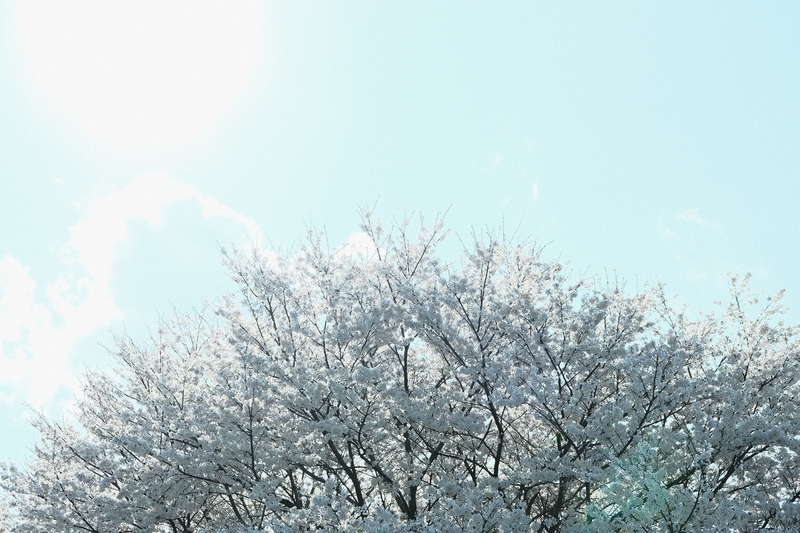 f:id:Ta-nya:20200405145339j:plain