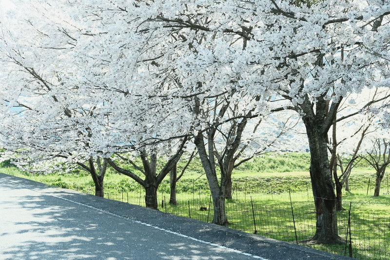 f:id:Ta-nya:20200405145422j:plain