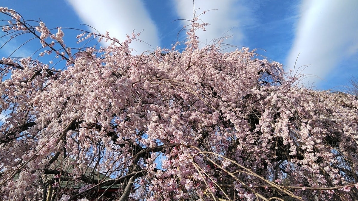 6月にみえる桜の木 - 前に進むための場所