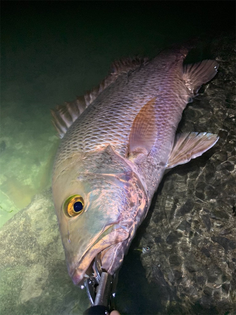 スーパージャックと呼ばれる魚 The Taro Life スーパージャックと呼ばれる魚 The Taro Life
