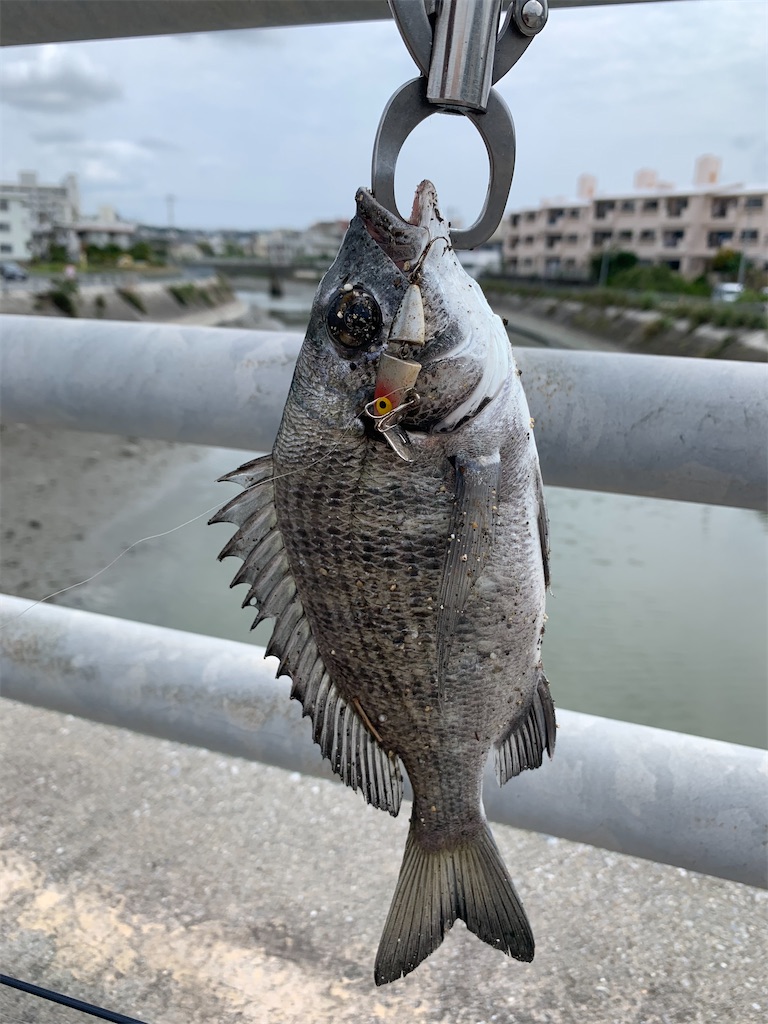 沖縄チニング The Taro Life