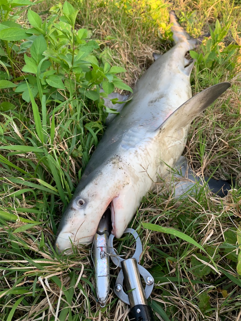 ジョイクロでサメ釣り The Taro Life