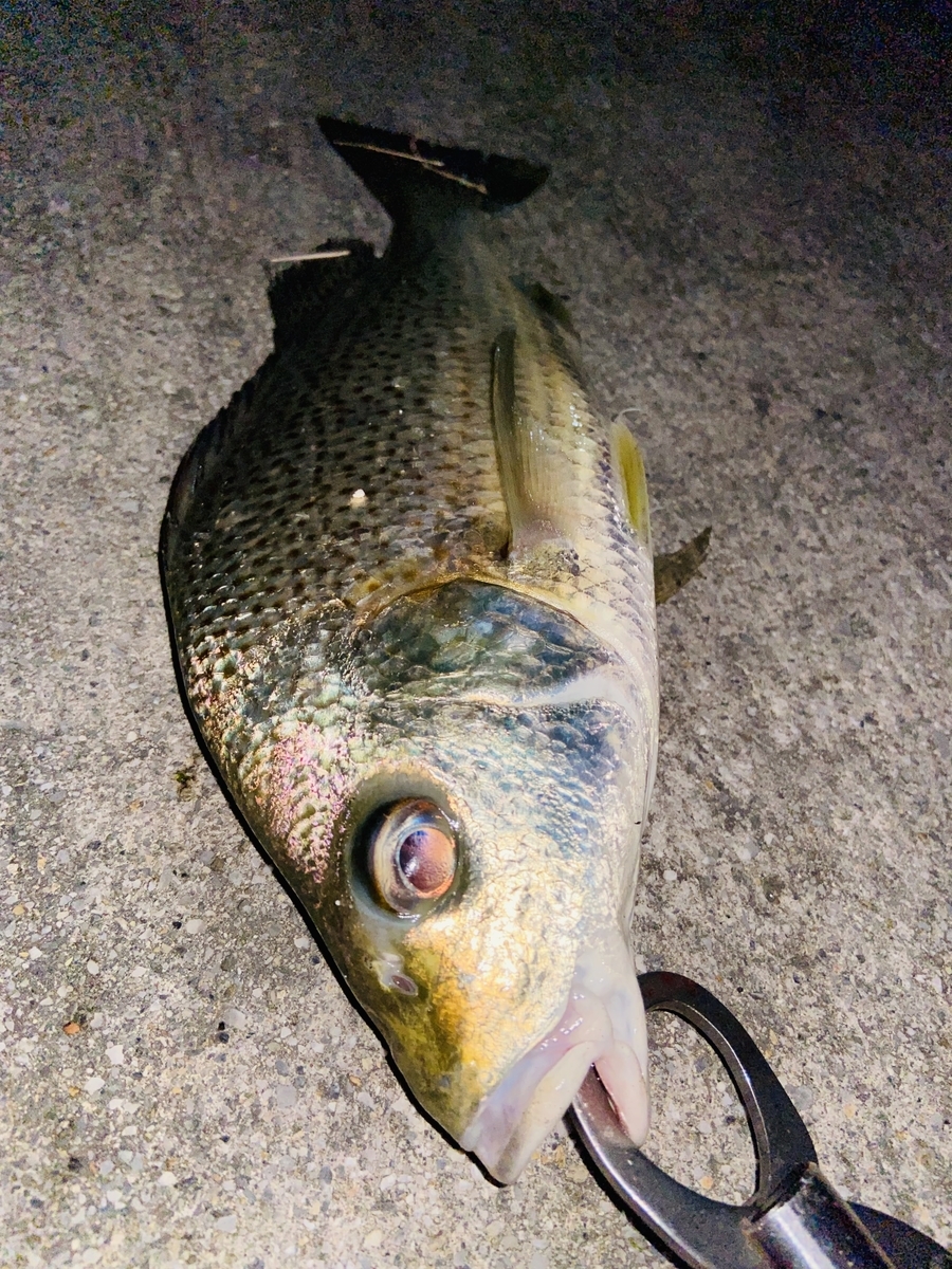 ガクガクという魚 The Taro Life