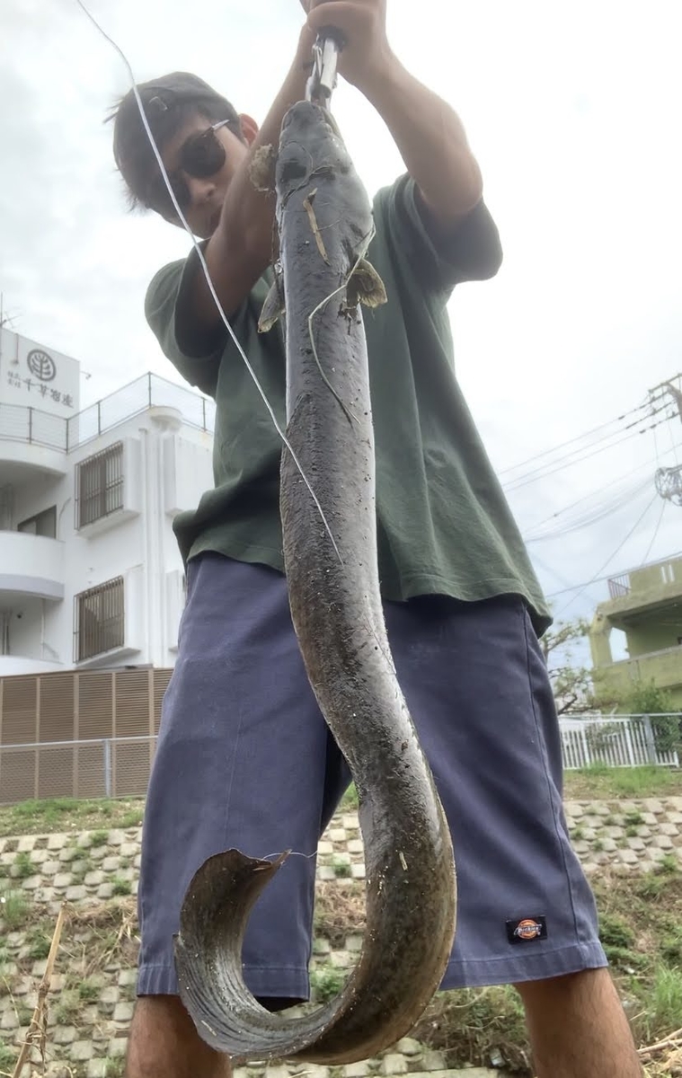 南の島の怪魚 オオウナギ The Taro Life