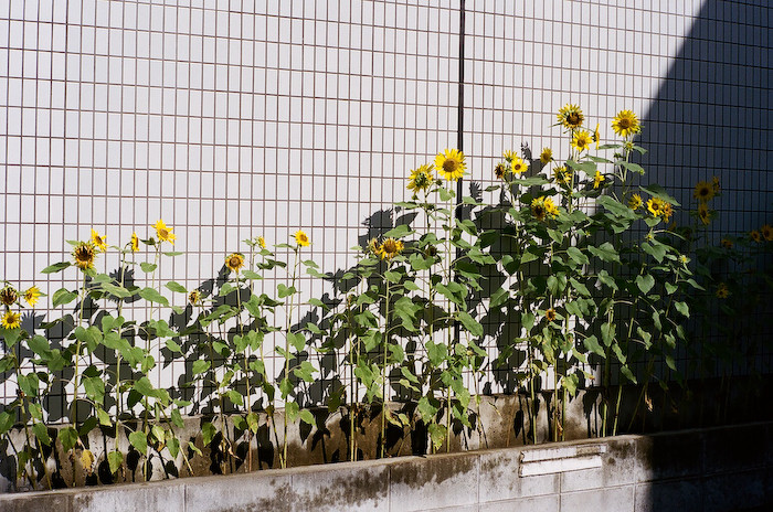 f:id:Taffy:20101215124422j:image
