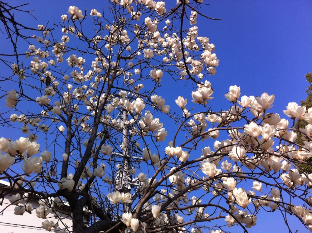 f:id:Taffy:20110330214100j:image