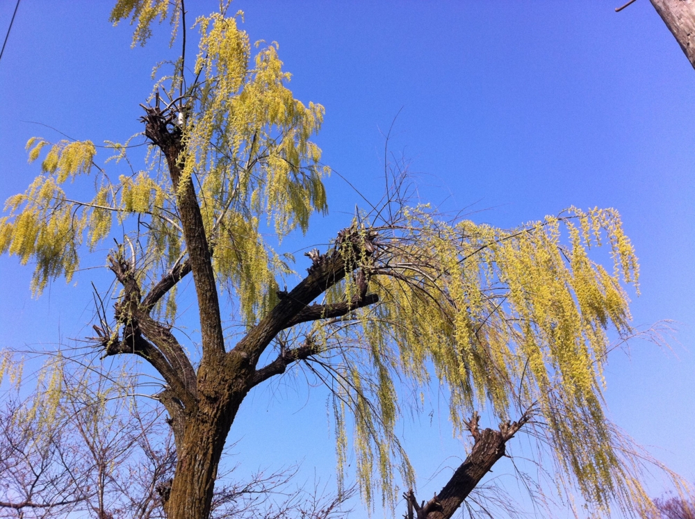 f:id:Taffy:20110330214240j:image