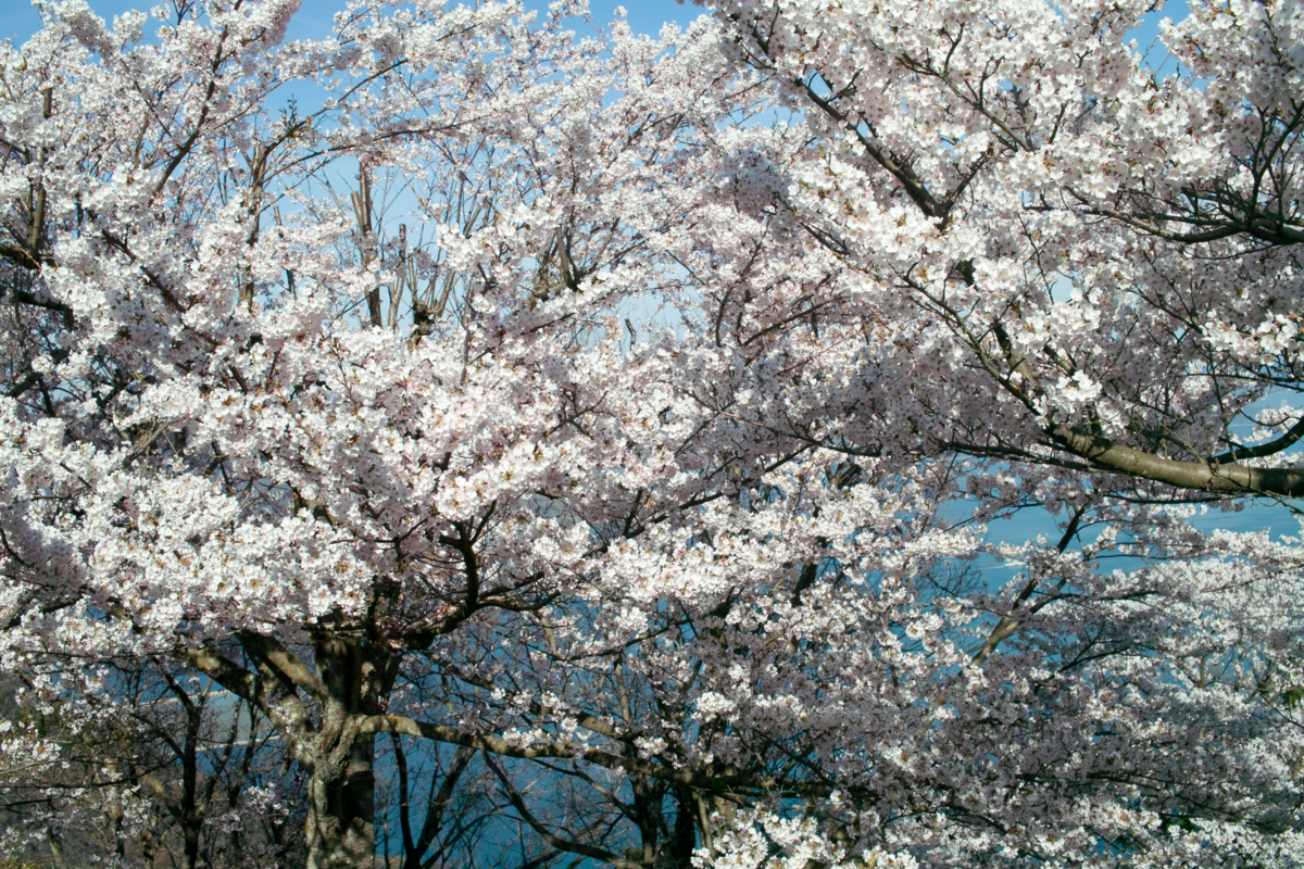 f:id:Taffy:20120418191309j:image