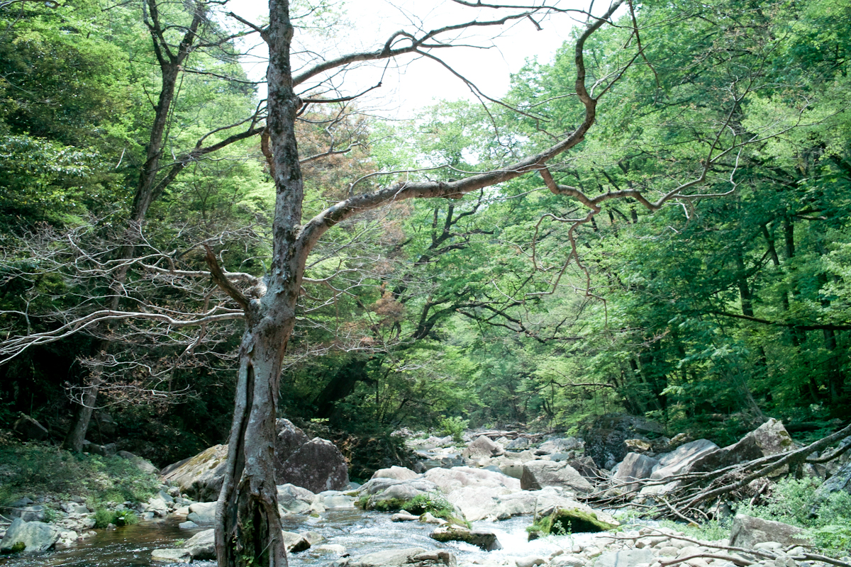 f:id:Taffy:20120514182913j:image