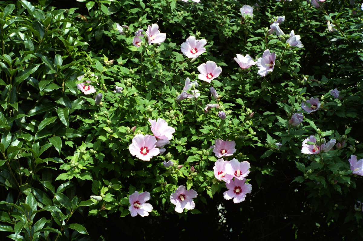 f:id:Taffy:20130703203109j:image