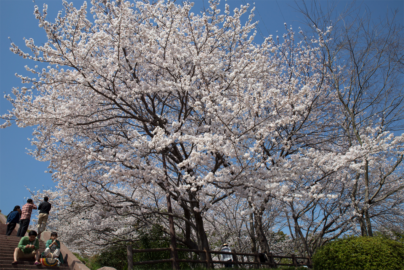 f:id:Taffy:20140402175252j:image