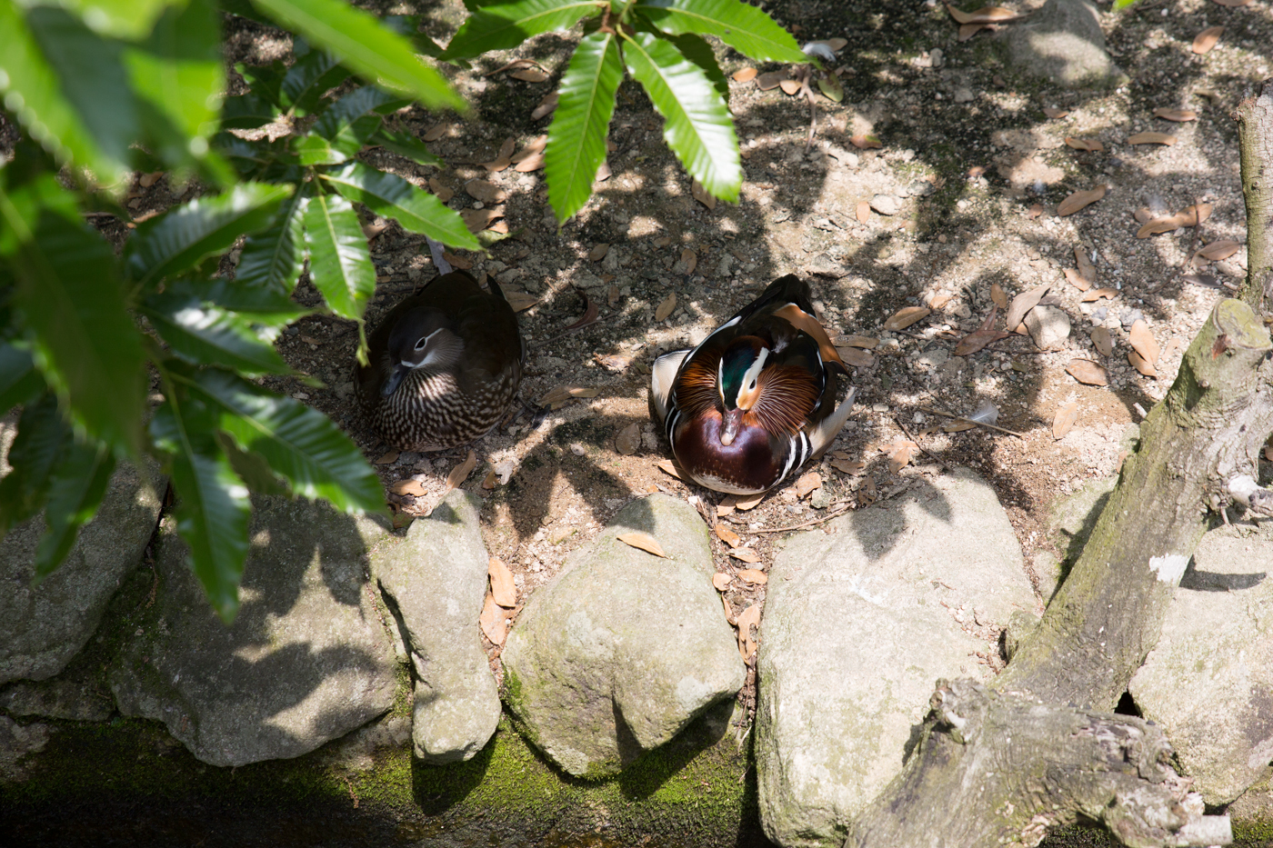 f:id:Taffy:20140522190136j:image