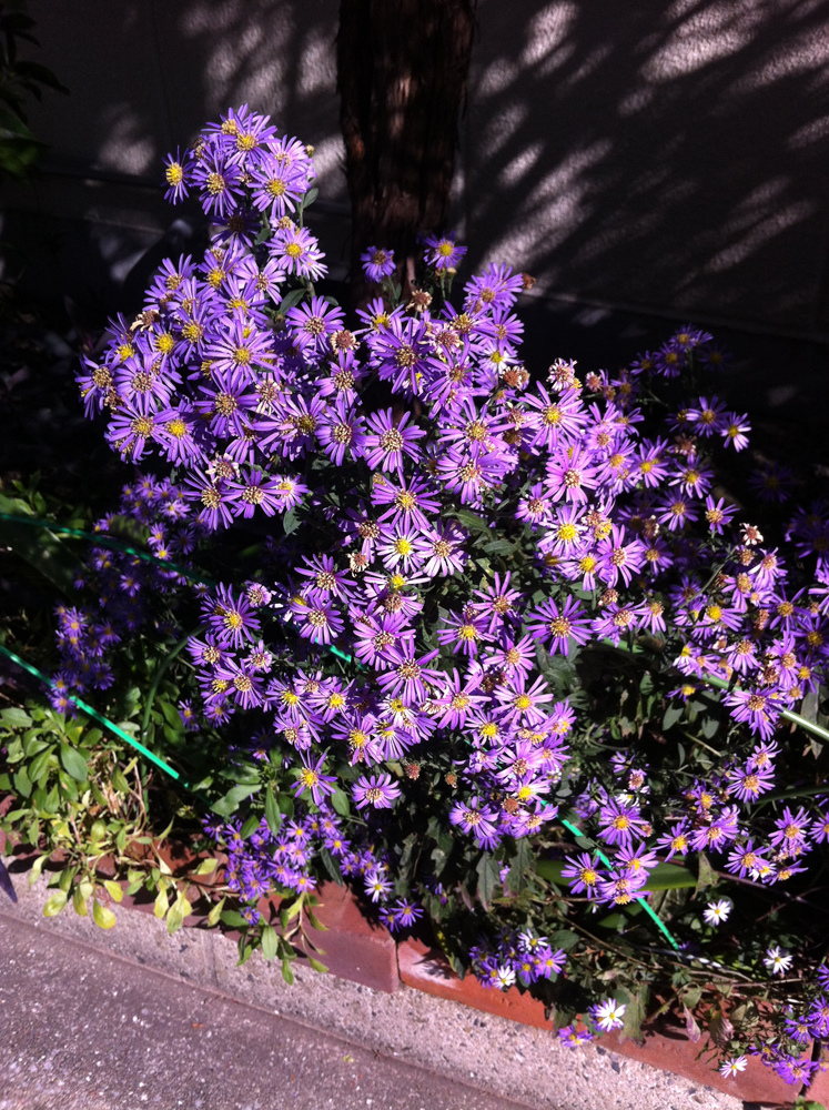 f:id:Taffy:20141024160500j:image