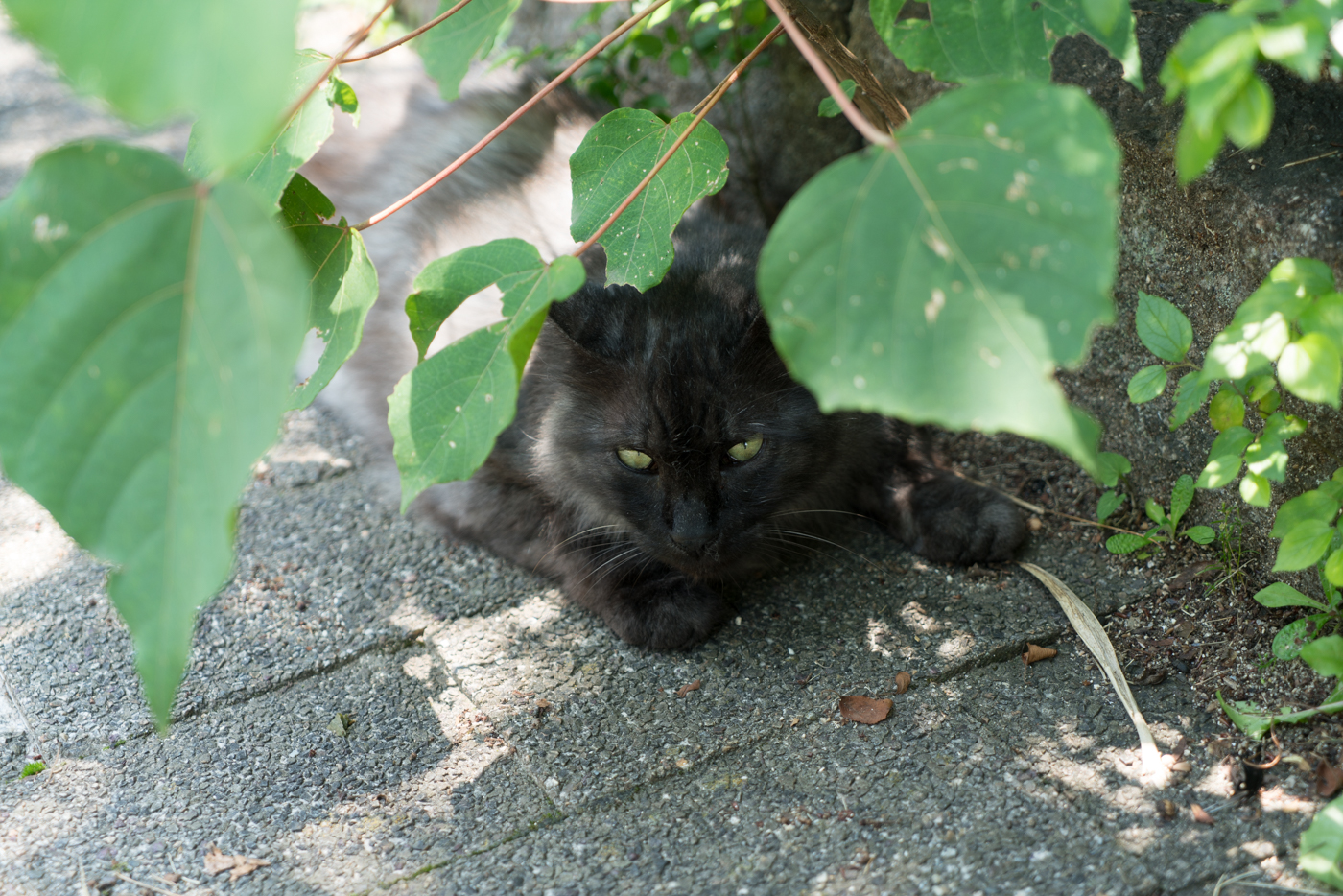 f:id:Taffy:20160621195922j:image