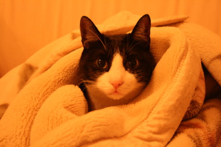 f:id:Tahrir:20100201231710j:image f:id:Tahrir:20100201231710j:image