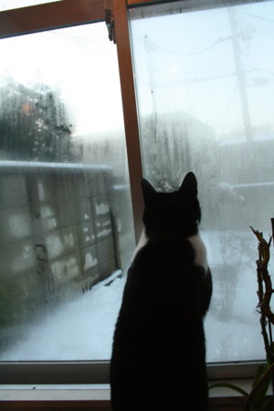 f:id:Tahrir:20100202065324j:image f:id:Tahrir:20100202065324j:image