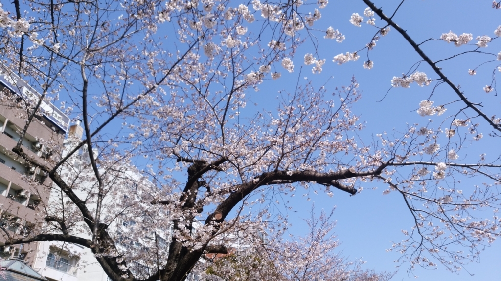 隅田川 お花見 桜