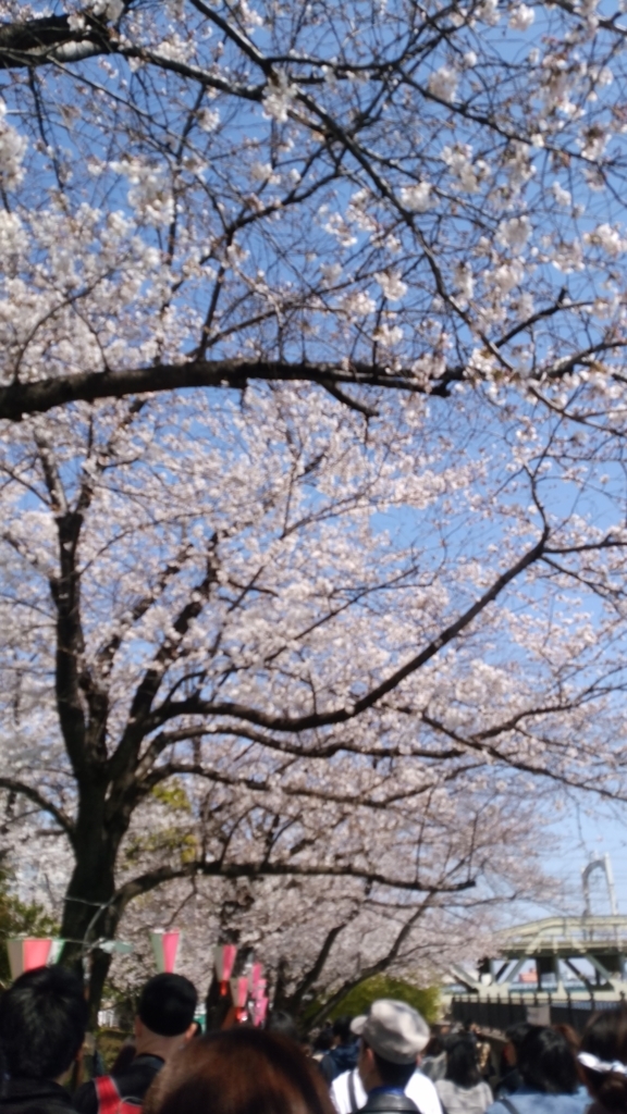 隅田川 お花見 桜