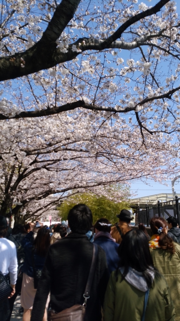 隅田川 お花見 桜