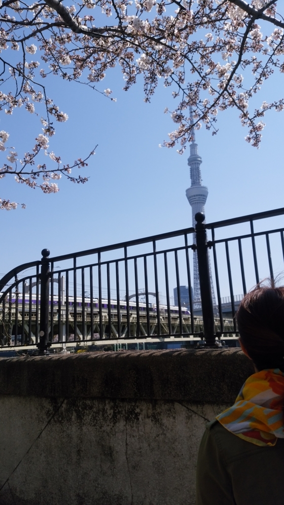 隅田川 お花見 桜