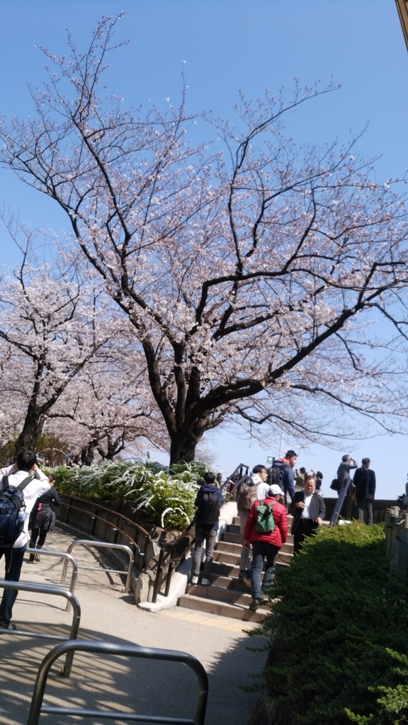 隅田川 お花見 桜