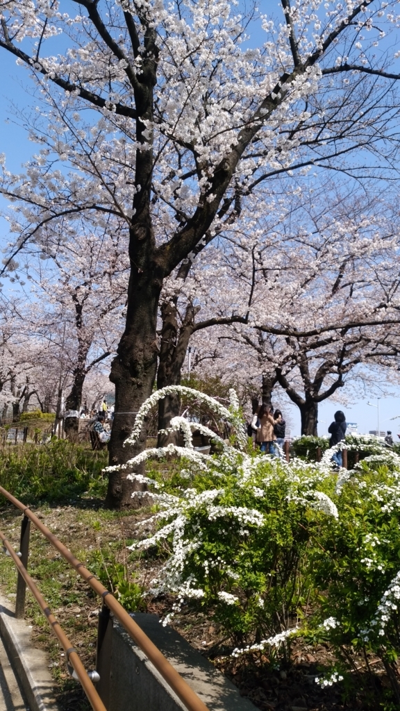 隅田川 お花見 桜