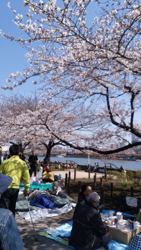 隅田川 お花見 桜