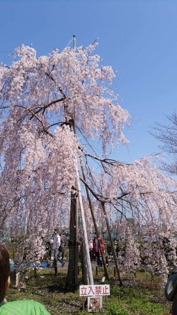 隅田川 お花見 桜