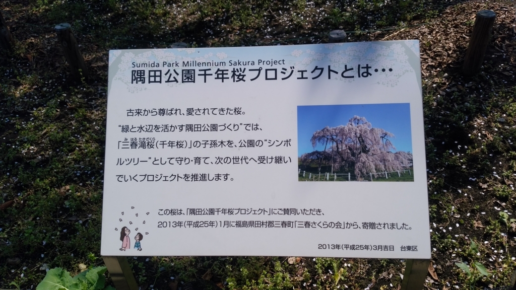 隅田川 お花見 桜