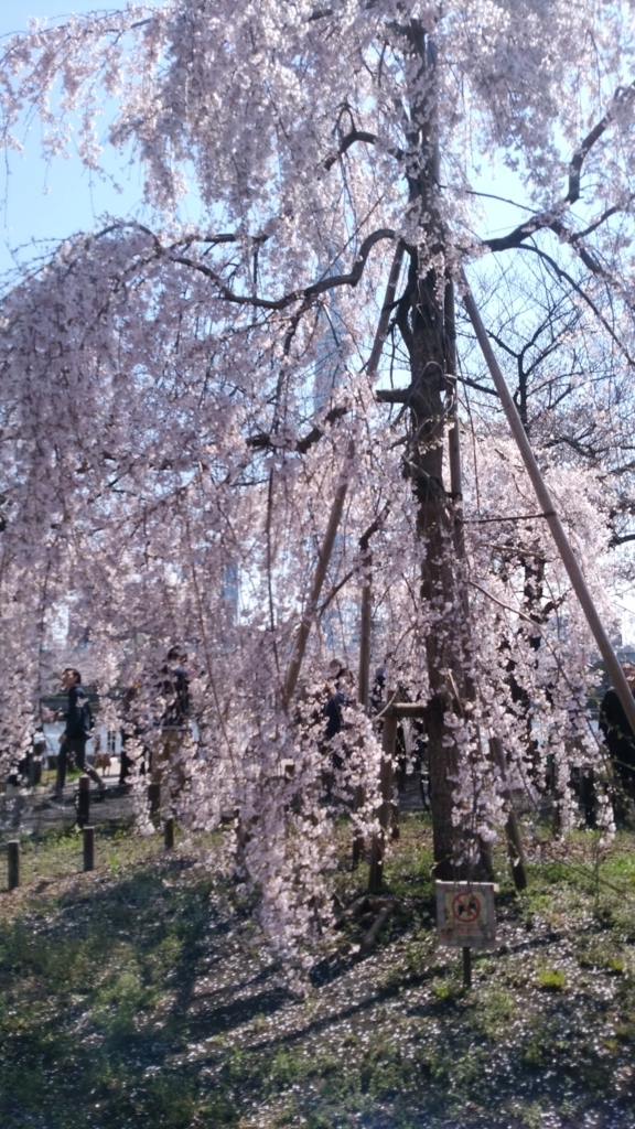 隅田川 お花見 桜