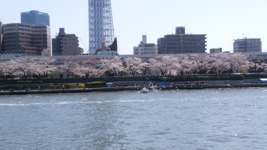 隅田川 お花見 桜