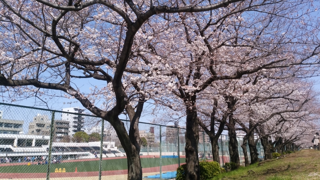 隅田川 お花見 桜