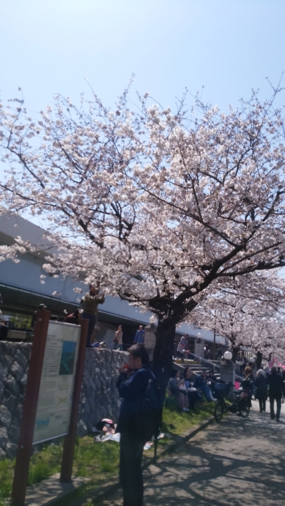 隅田川 お花見 桜