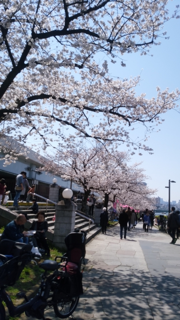 隅田川 お花見 桜