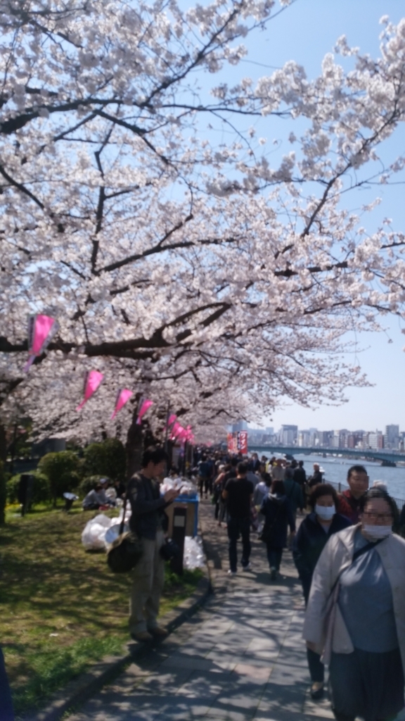 隅田川 お花見 桜