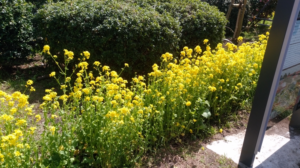 隅田川 お花見 桜