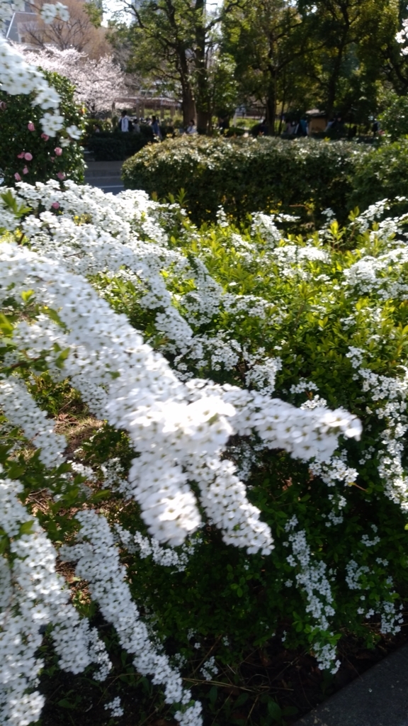 隅田川 お花見 桜