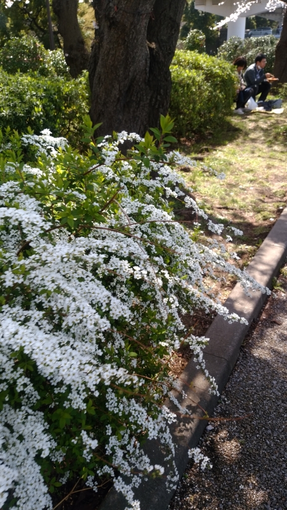 隅田川 お花見 桜