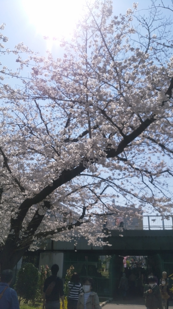 隅田川 お花見 桜