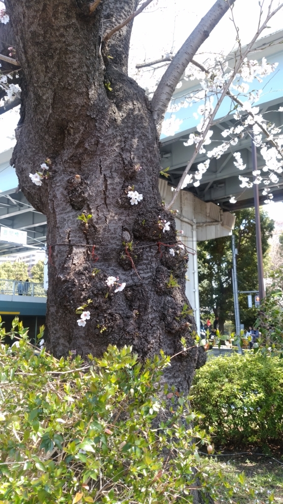 隅田川 お花見 桜