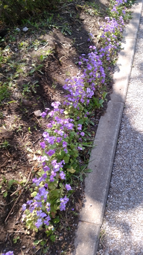 隅田川 お花見 桜