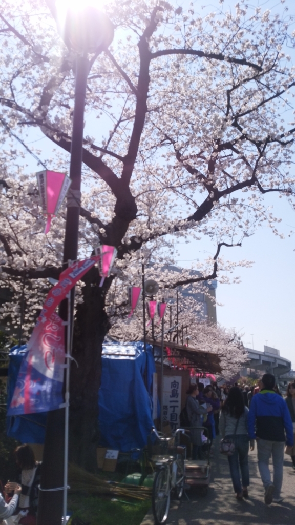 隅田川 お花見 桜