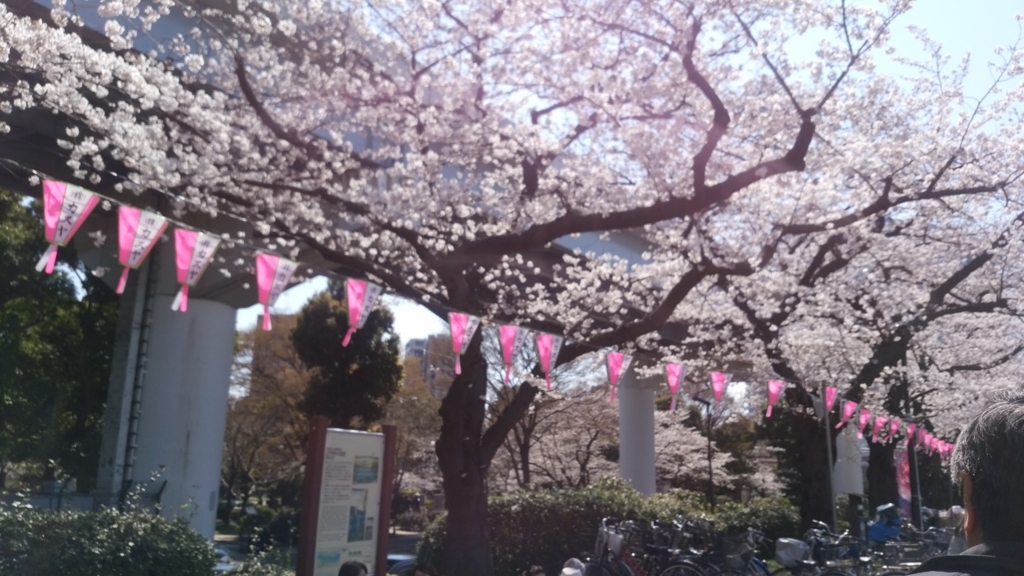 隅田川 お花見 桜