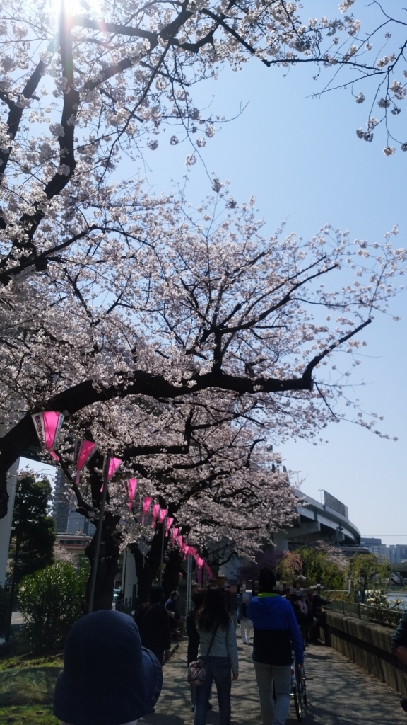 隅田川 お花見 桜