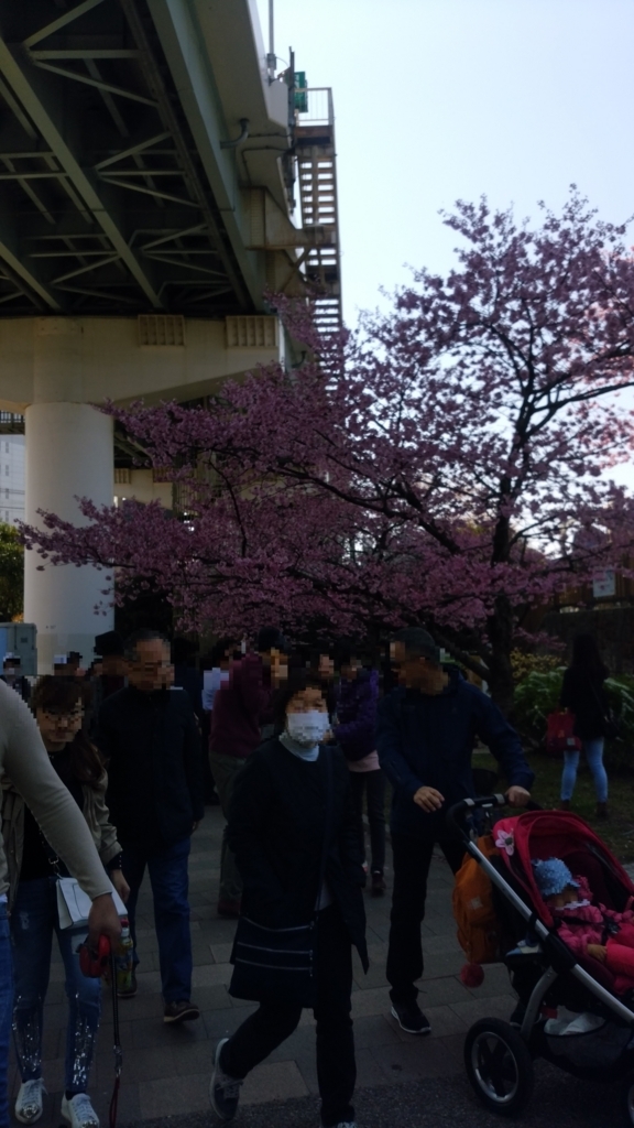 隅田川 お花見 桜