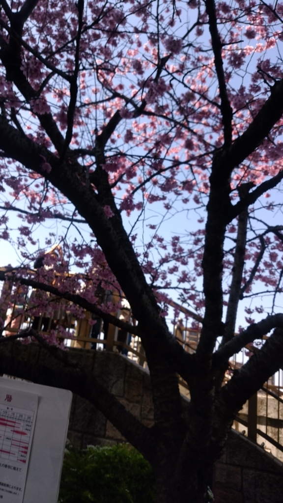 隅田川 お花見 桜