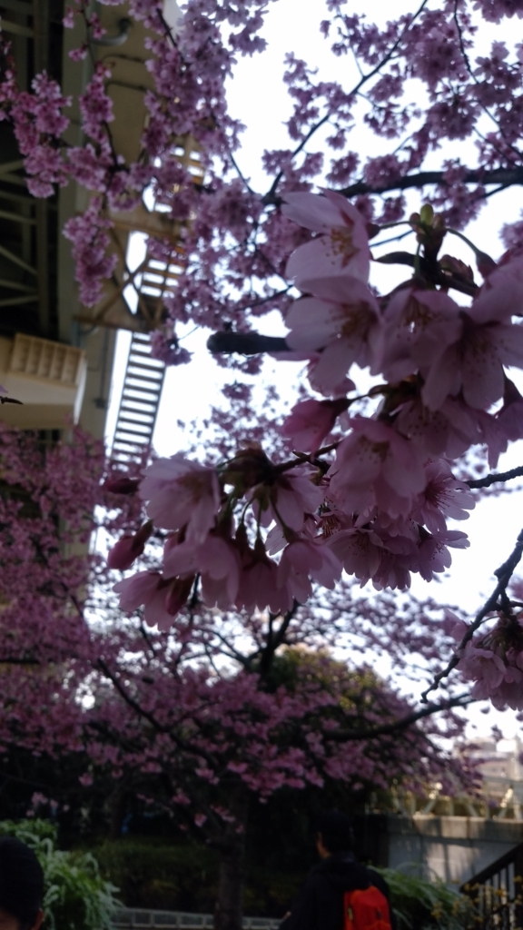 隅田川 お花見 桜