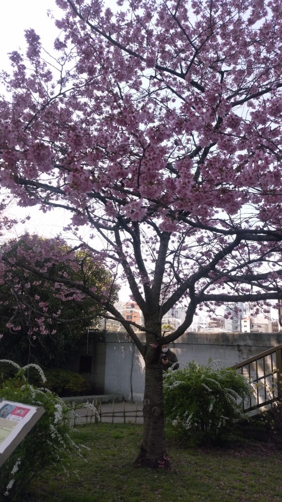 隅田川 お花見 桜